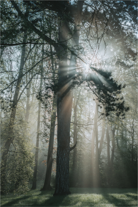 Besonderes Morgenlicht im Nebel im Stadtpark Eisenach