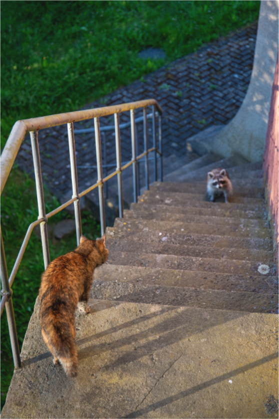 Waschbär und Katze bei einer unerwarteten Begegnung – Tierfotografie
