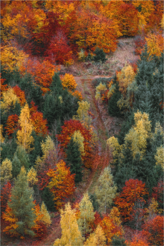 Herbstwald mit bunten Farben am Hangstein nahe dem Rennsteig