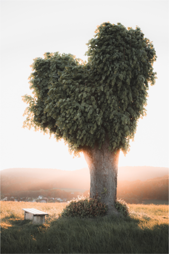 Herzförmig geschnittener Baum in Mosbach bei Eisenach