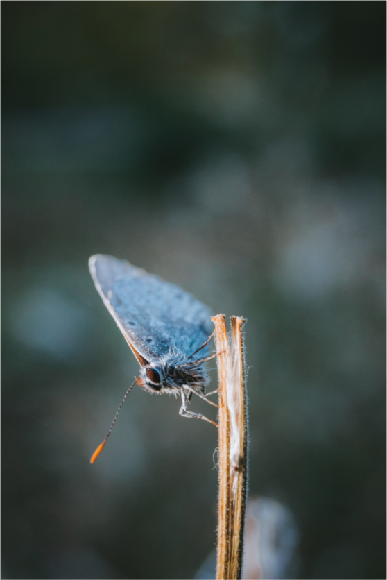 Falter am Morgen im Hainich – Naturfotografie