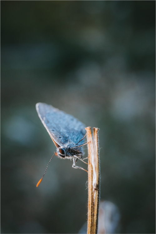 Falter am Morgen im Hainich – Naturfotografie