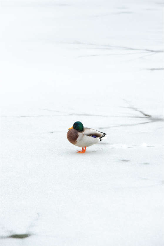 Ente auf dem zugefrorenen Prinzenteich – Winterfotografie