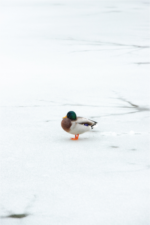 Ente auf dem zugefrorenen Prinzenteich – Winterfotografie