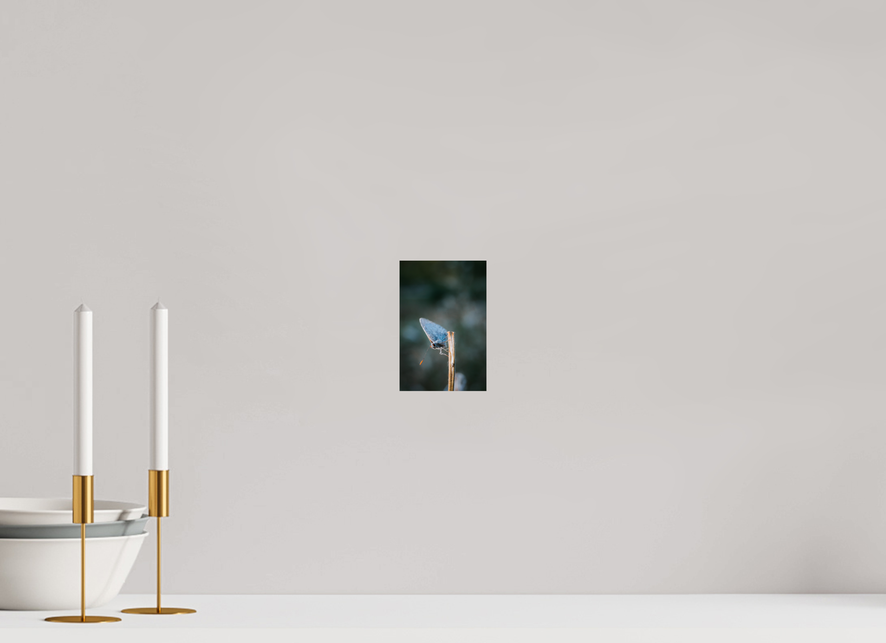 10 x 15 cm, Premium - Hahnemühle Photo Rag Baryta Falter im Hainich