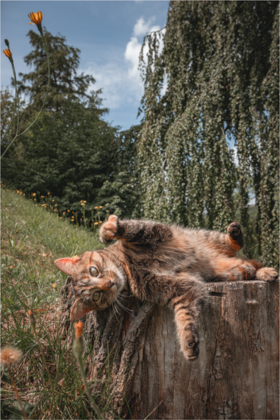 Verspielte Katze in der Natur – Tierfotografie