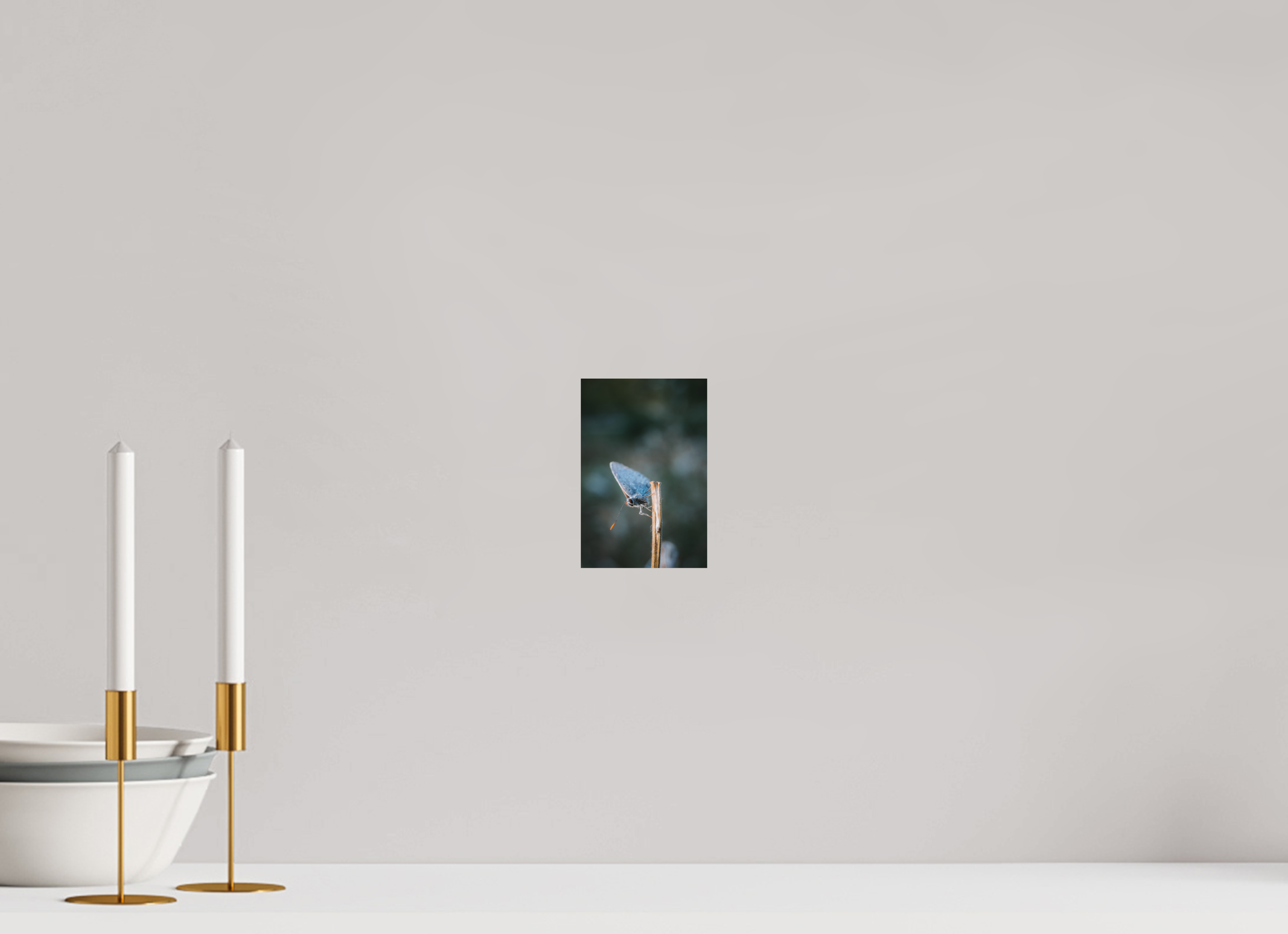 10 x 15 cm, Standard - Fuji Crystal Archive Silk Falter im Hainich