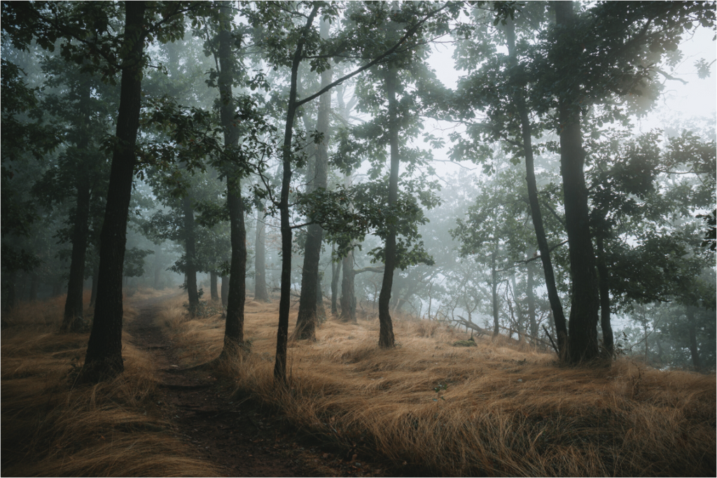 Nebliger Wald mit schmalem Pfad – Märchenwald Stimmung