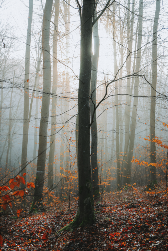 Nebelwald im Januar bei Sonnenaufgang – Landschaftsfotografie