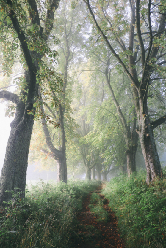 Kastanienallee im September im Nebel – Landschaftsfotografie