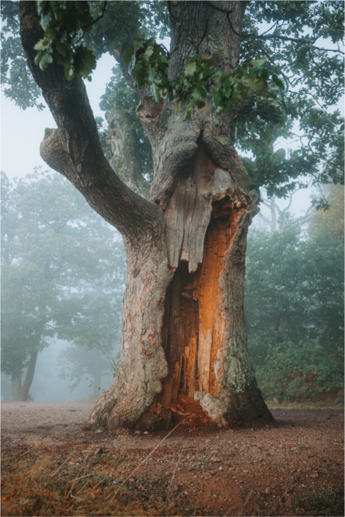 Alte Eiche im Nebel am Großen Drachenstein bei Eisenach