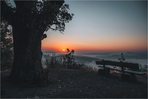 Eiche am Großen Drachenstein bei Eisenach im frühen Morgenlicht