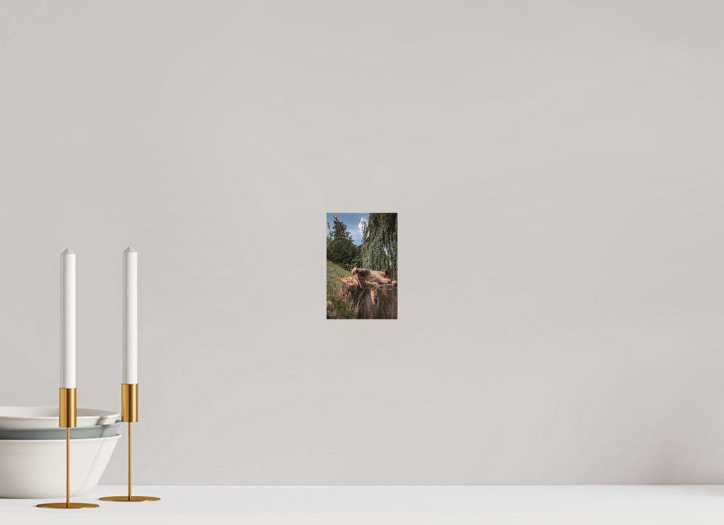 10 x 15 cm, Standard - Fuji Crystal Archive Silk Wild Cat