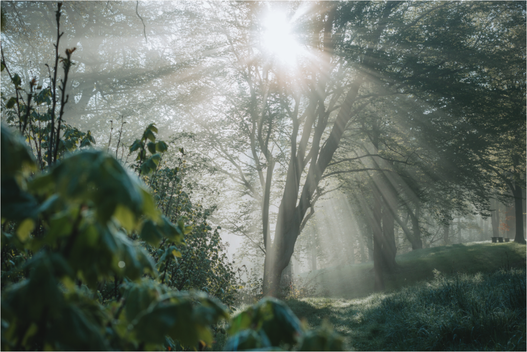 Nebeliger Sonnenaufgang im Stadtpark Eisenach