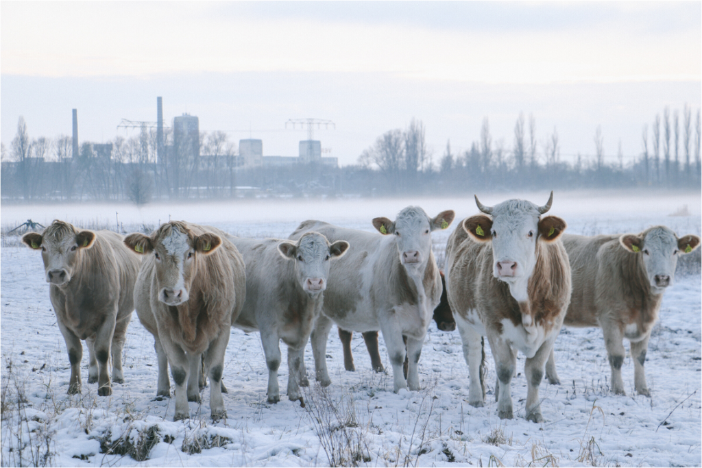 Kühe an der Elbe im Winter – Tierfotografie