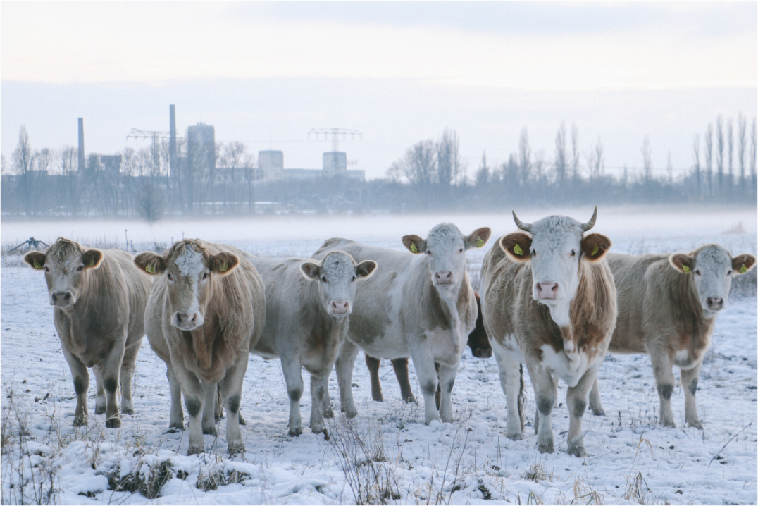 Kühe an der Elbe im Winter – Tierfotografie