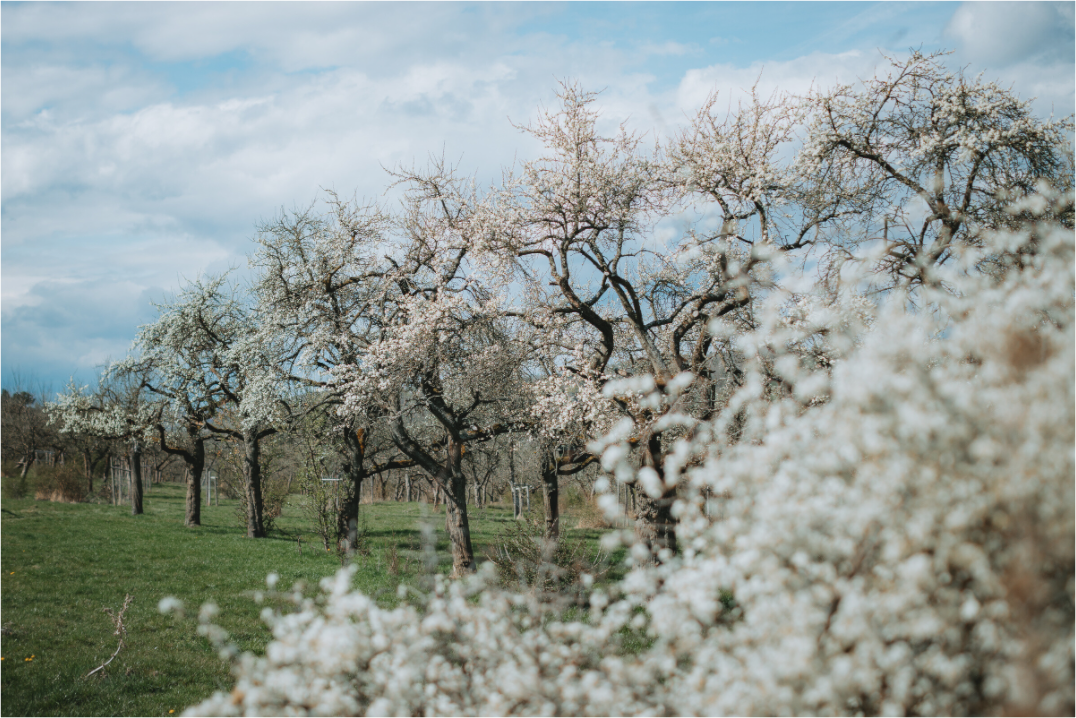 Kirschblüte im April – Naturfotografie