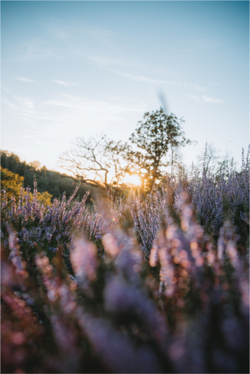 Heidekraut im Sonnenuntergang – Naturfotografie