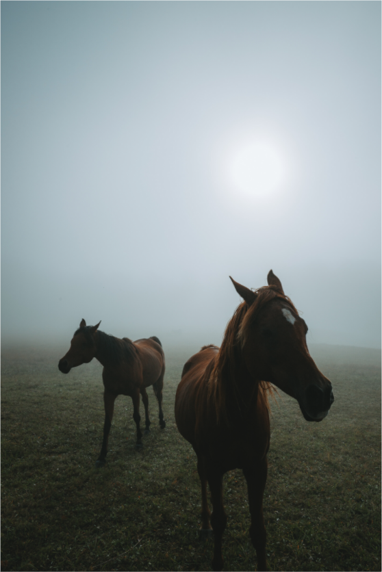 Pferde im Nebel am Clausberg bei Eisenach – Tierfotografie