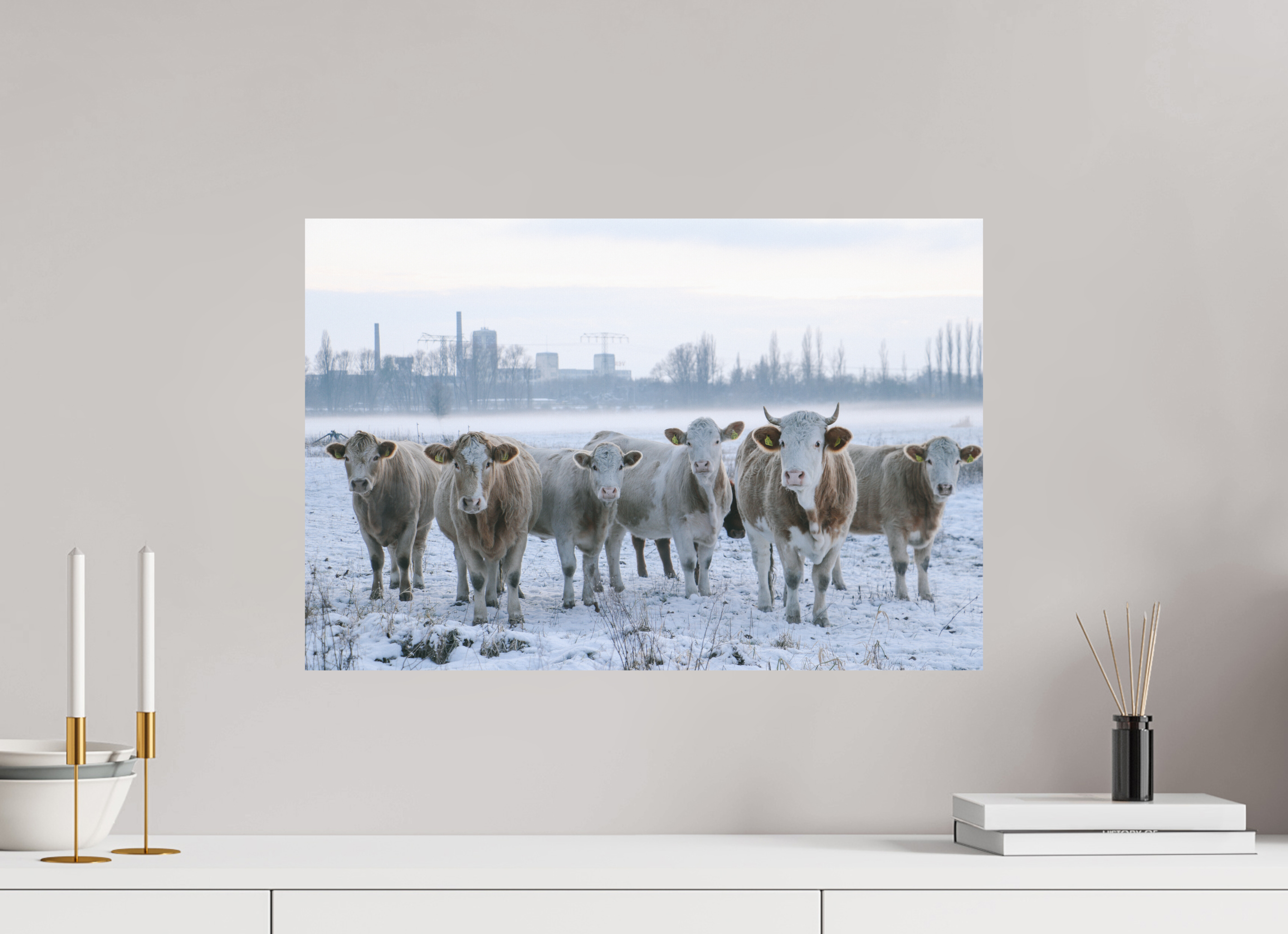 60 x 40 cm, Standard - Fuji Crystal Archive Silk Kühe an der Elbe