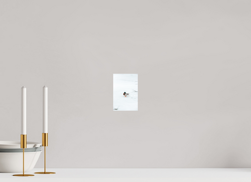 10 x 15 cm, Standard - Fuji Crystal Archive Silk Ente auf dem Prinzenteich